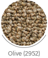 olive color of sahra wall-to-wall carpet